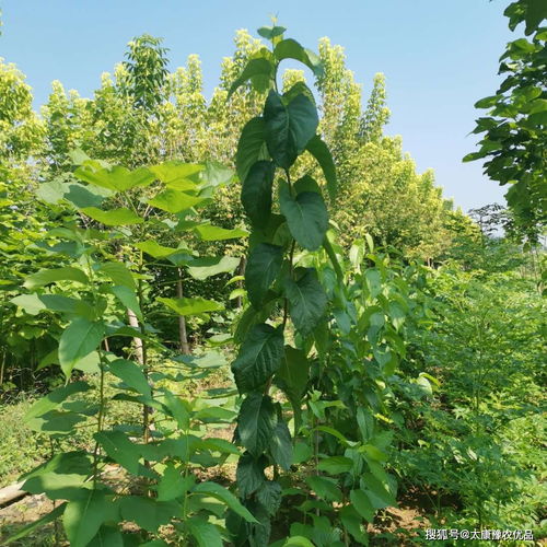 木材榆树也值钱