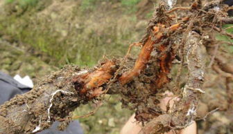 黄荆的栽培技巧