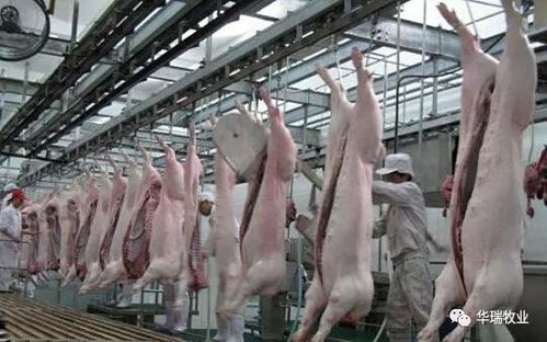 提升猪肉品质屠宰前添加剂研究