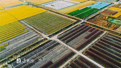 苏北花卉股份有限公司：合作共赢