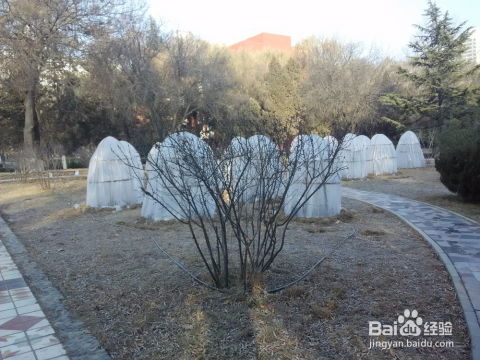 室外植物如何防冻？冬季如何保护植物免受冻害