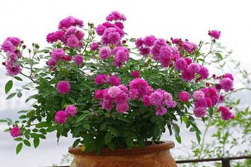 施肥浇水，月季的“美食”