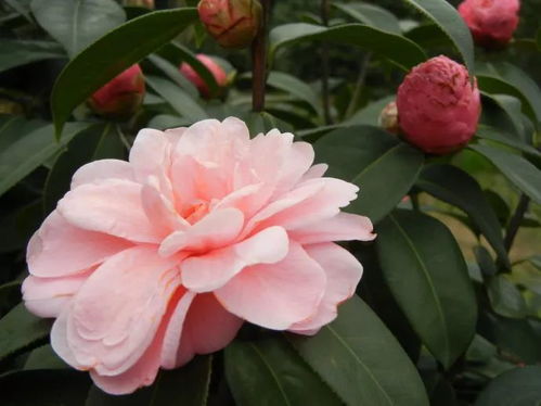 茶花经济助力乡村振兴， 村民收入翻倍