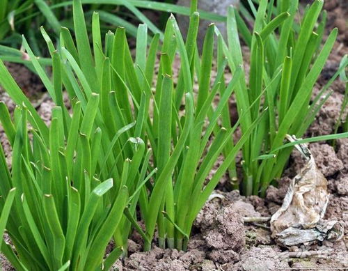 葱兰过高，怎么办呢？