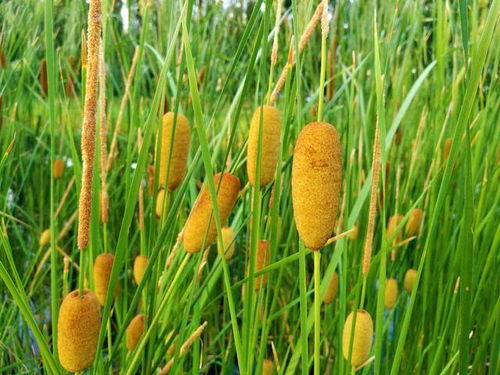 蒲叶图片：爆款水生植物，蒲草叶子高清赏