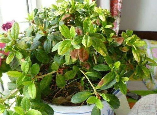 土壤太硬，叶子黄