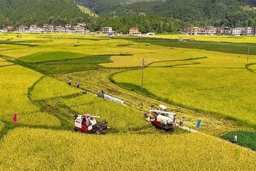 水稻成熟季，金秋收割忙