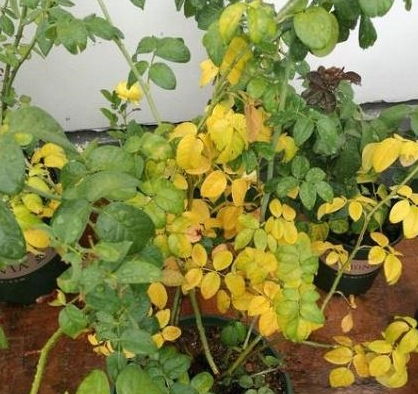 月季黄叶之谜：是浇水过多还是施肥不当？