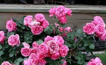 藤本月季多开花的小技巧，你了解多少？