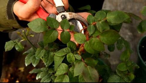 月季盲枝修剪， 越早越好