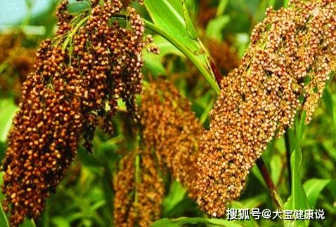 高粱面富含营养，你知道它的具体功效和作用吗