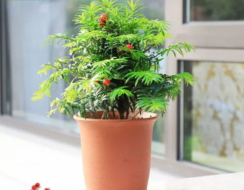 红豆杉种植时如何进行养护，繁殖方法有哪些
