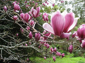 紫玉兰与罗汉松的观赏价值