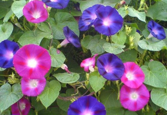 蓝色牵牛花，花开如画