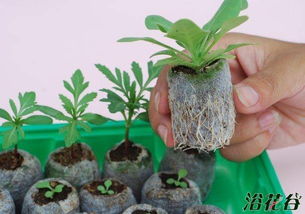 用盆子自制育苗盒，如何让植物快速生根