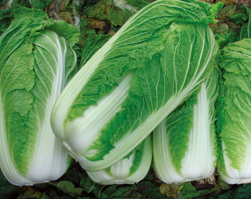 莲藕：清脆可口，营养丰富