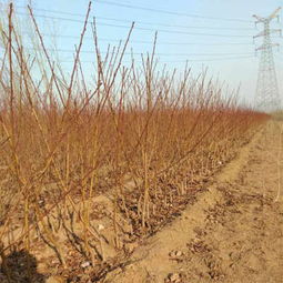 清流：苗木之乡