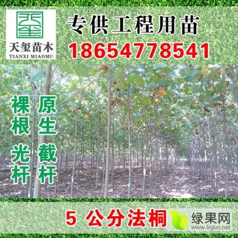 红枫树：市场的宠儿