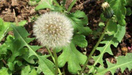 种植位置，你选对了吗？