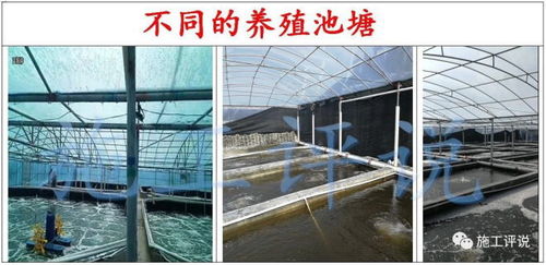 北方室内南美白对虾高密度养殖，探讨高效养殖技术