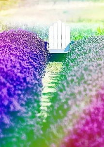 释怀之花薰衣草如何帮助我呼吸自由