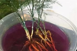 水培文竹：简易养护技巧与方法大揭秘！