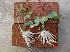 急功近利，嫁接苗或梗佳