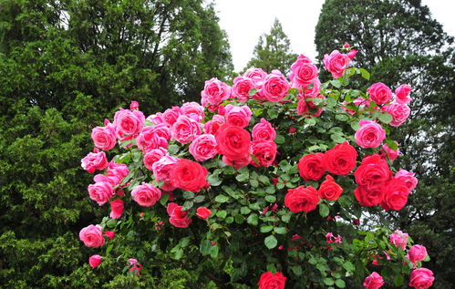 月季种类繁多，适应性广