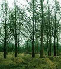 绿化苗木价格大跳水