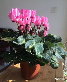 缺水还是病虫害？先来分析一下原因