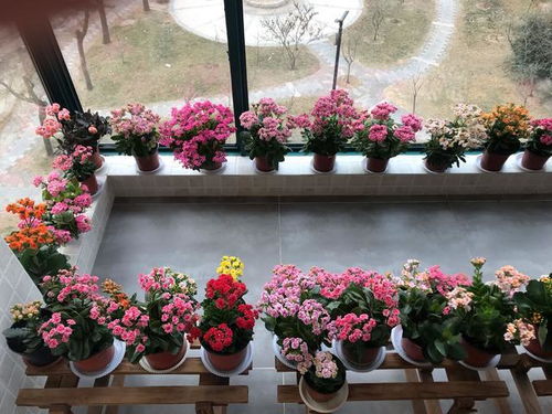 室内种花小知识，养花新手也Neng轻松上手！