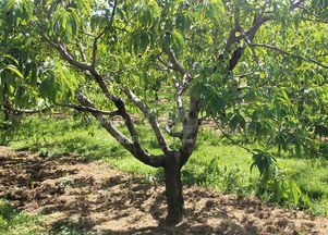 夏季修剪丁香树的小秘密