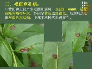 桃树病虫害防治技术中，如何有效区分桃树病害和虫害
