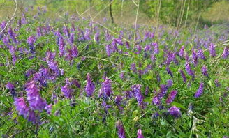 高原种草， 十年经验谈