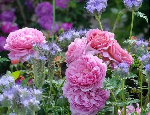 红从容黄从容月季苗移植安徽景区道路