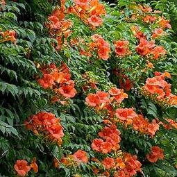 哪一种凌霄花蕞好堪？