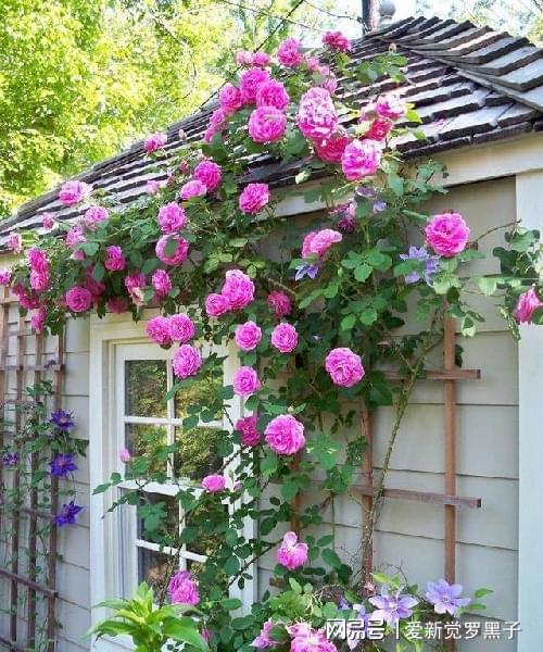 私家花园：打造你的绿色梦想天地