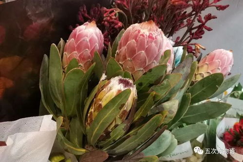 帝王花保鲜之道
