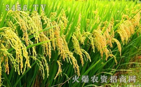 果树下使用吡磺隆杀虫剂后能否安全使用氯吡嘧磺隆进行防治？