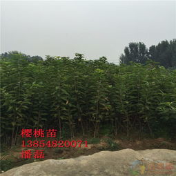 东兰茶油树苗基地直供，品质保证，电话联系