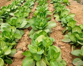 防治虫害，我有妙招！