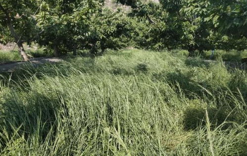 不起眼的草， 却是中药中的宝贝