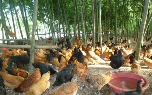 楼顶40℃高温下养鸡难题：如何应对楼顶热环境？