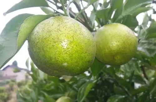 苯醚甲环唑，你的病害克星来了！