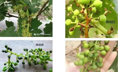 周师傅的困惑：农药不是大力丸