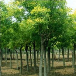 国槐， 我国的市树之一