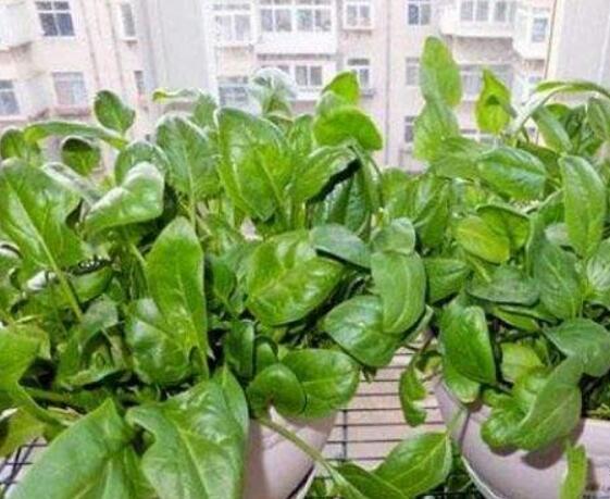 瓜类蔬菜，既美味又养生