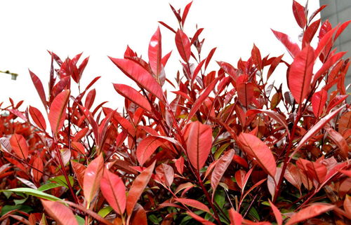 红叶石楠的多样种植形式