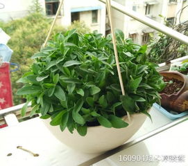 幸福树分株最佳期+发芽时间，花卉种植必看！