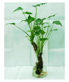 养出老桩的秘诀